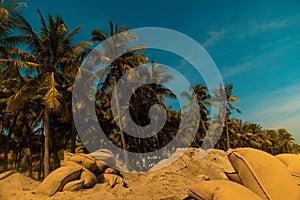 Beautiful shot of sandbags in the seashore with tall palms