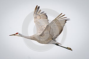 Beautiful shot of a Sandhill Crane flying in the bright sky photo