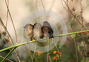 Scaly breasted munia photo