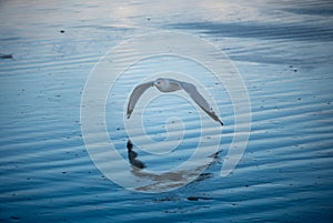 Beautiful shot of a seagull flying over dark blue sea water on summer evening