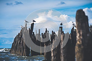 Beautiful shot of seagulls perched on wooden seawalls