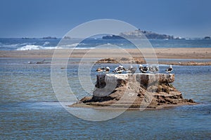 Beautiful shot of seagulls standing on a rock in a sea