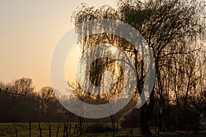 A beautiful shot of a siluette tree photo