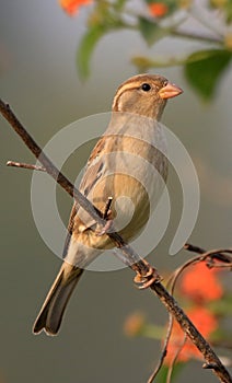 Sind sparrow female photo