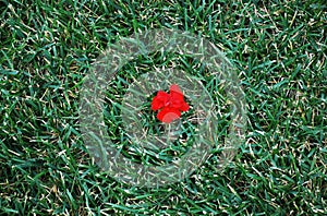 Beautiful shot of a single, vibrant red poppy flower on a background of dark green grass