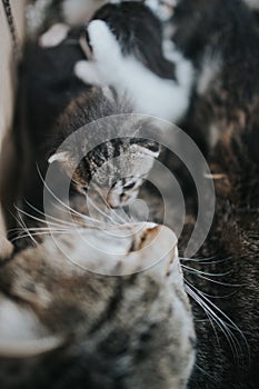 Beautiful shot of a sleeping cat with its new born baby cat in a box