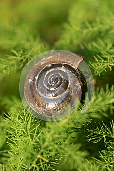 Snail shell