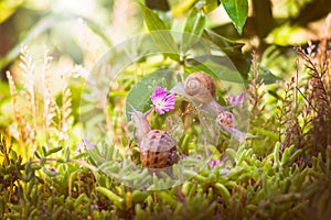 Beautiful shot of snails crowling on plants in a scenic field