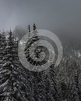 Beautiful shot of snowy forested mountains on a foggy winter day