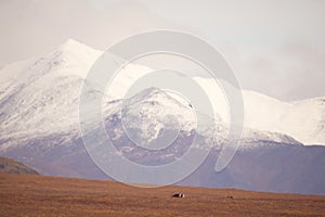 Beautiful shot of snowy mountains in the Gates of the Arctic National Park