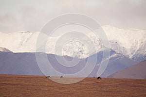 Beautiful shot of snowy mountains in the Gates of the Arctic National Park