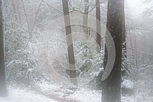 Beautiful shot of the snowy woods in the Kleine Kalmit hill in Landau, Rhineland-Palatinate, Germany