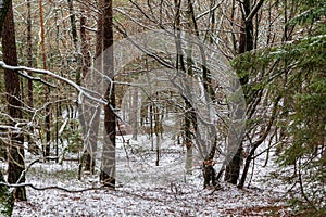 Beautiful shot of the snowy woods in the Kleine Kalmit hill in Landau, Rhineland-Palatinate, Germany