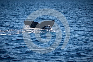 Beautiful shot of a sperm whale tail in the water in Sao Miguel, Acores, Azores, Portugal photo