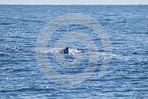 Beautiful shot of a sperm whale tail in the water in Sao Miguel, Acores, Azores, Portugal photo