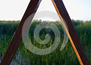 Beautiful shot of a spider web between two wooden sticks with grasses in the background