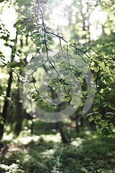 Beautiful shot of the sun rays penetrating through the tree branches