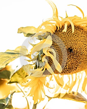 Beautiful shot of a sunflower with bright yellow petals isolated on a white background