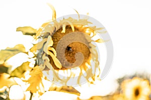 Beautiful shot of a sunflower with bright yellow petals isolated on a white background