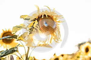 Beautiful shot of a sunflower with bright yellow petals isolated on a white background