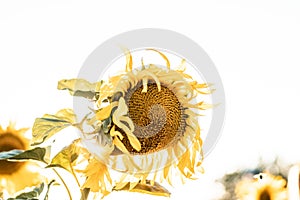 Beautiful shot of a sunflower with bright yellow petals isolated on a white background