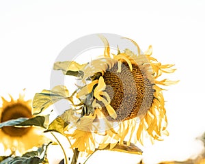 Beautiful shot of a sunflower with bright yellow petals isolated on a white background