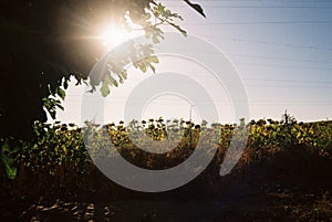 Beautiful shot of a sunflower field under the bright sun with electric wires in the background