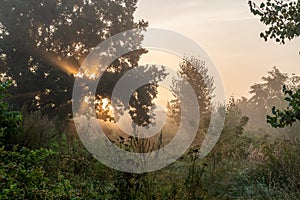 Beautiful shot of sunray shining through trees