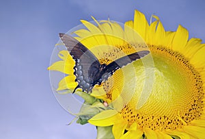 Beautiful shot of a swallowtail butterfly on sunflower bloom with the blue sky in the background