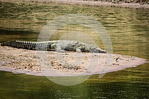 Beautiful shot of a swamp crocodile resting under the sunlight in the Maasai Mara National Reserve