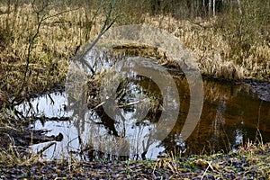 Beautiful shot of swamp water and grass overgrown pond