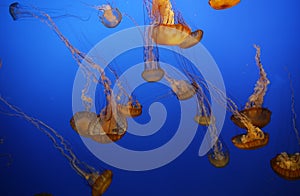 Beautiful shot of swarm of Jellyfish in Monterrey bay aquarium, Monterrey California