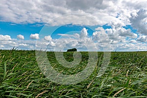 Beautiful shot of a tall grass field under a bright cloudy sky