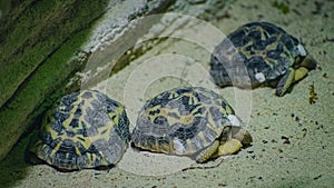 Beautiful shot of three radiated tortoises under the water