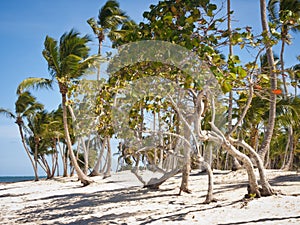 Beautiful shot of the trees curved from the wind in the beach in the Dominican Republic