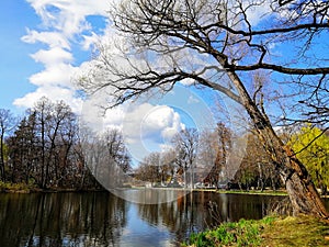 Beautiful shot of trees next to a pond in Jelenia GÃ³ra, Poland.