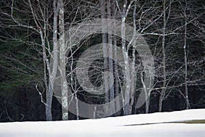 Beautiful shot of trees in winter in Canaan Valley, in Tucker County West Virginia