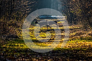 Beautiful shot of two deers crossing a narrow pathway surrounded by bushes in the forest