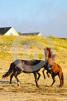 Beautiful shot of two horses one black one brown playing rough on sand on a sunny day