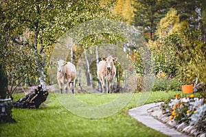 Beautiful shot of two light brown cows strolling in a field