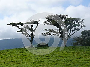 Beautiful shot of two trees in a field on the mountain on a foggy day