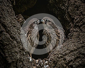 Beautiful shot of two wild falcons kissing in the nest on a tree, wild life