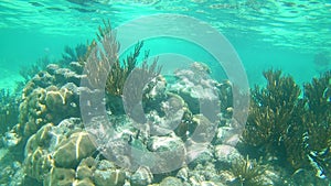 Beautiful shot of an underwater coral reef in the clear seawater