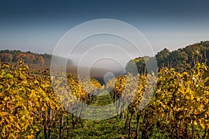 Beautiful shot of a vineyard in late autumn, fog in the background