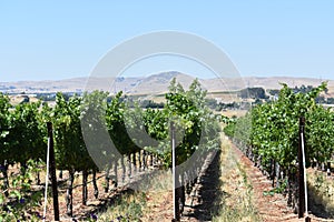 Beautiful shot of a vineyard on a sunny day in Livermore, California