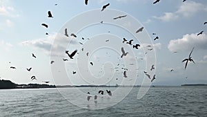 Beautiful shot of vulture flock dance Eagles flying circles in the sky and dive to catch food near the water area