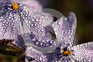 Beautiful shot of waterdrops on the petals of a purple flower