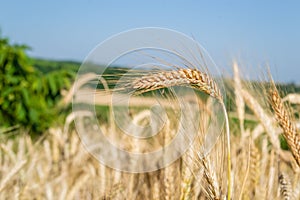 Beautiful shot of wheat spikes ready for harvest growing in a farm field in the daytime