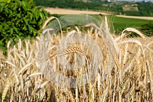 Beautiful shot of wheat spikes ready for harvest growing in a farm field in the daytime