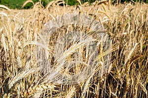 Beautiful shot of wheat spikes ready for harvest growing in a farm field in the daytime